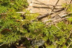 Tripleurospermum maritimum