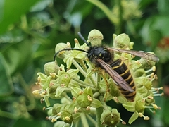 Dolichovespula saxonica