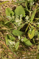 Atriplex laciniata