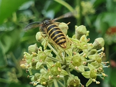 Dolichovespula saxonica