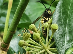 Dolichovespula saxonica