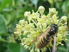 Dolichovespula saxonica