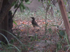 Turdus grayi