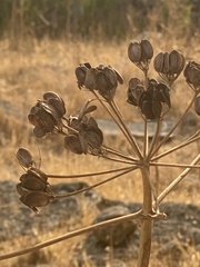 Ferula communis
