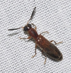 Teloclerus compressicornis