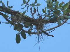 Tillandsia recurvata