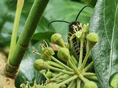 Dolichovespula saxonica