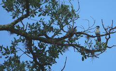 Tillandsia recurvata