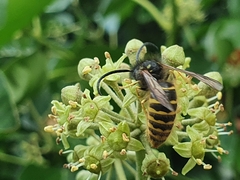 Dolichovespula saxonica