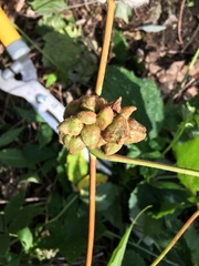 Ampelomyia vitiscoryloides