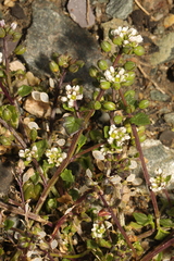 Cochlearia danica