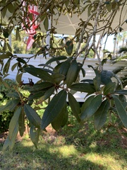 Quercus geminata