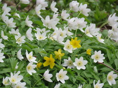 Anemonoides nemorosa