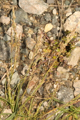 Triglochin maritima