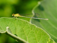 Pseudagrion decorum