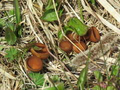 Dumontinia tuberosa