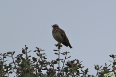 Lullula arborea