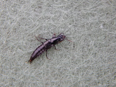 Staphylinini