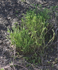 Crassula muscosa
