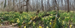 Narcissus pseudonarcissus