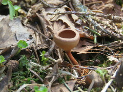 Dumontinia