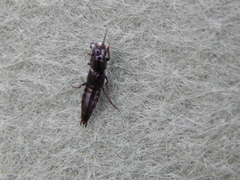 Staphylinini