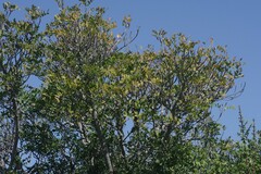 Ptaeroxylon obliquum