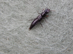 Staphylinini