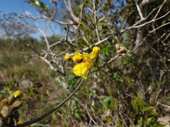 Handroanthus pulcherrimus
