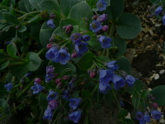 Mertensia maritima