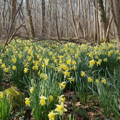 Narcissus pseudonarcissus