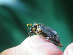 Nicrophorus humator