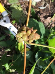 Ampelomyia vitiscoryloides