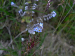 Myosotis arvensis