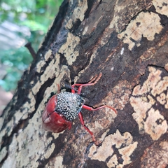 Sternocera chrysis