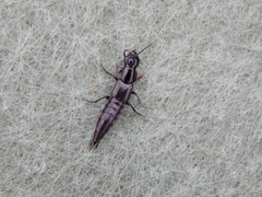 Staphylinini