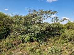 Handroanthus pulcherrimus