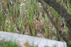 Ixobrychus cinnamomeus
