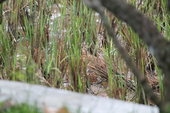 Ixobrychus cinnamomeus