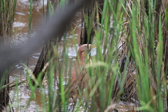 Ixobrychus cinnamomeus