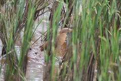 Ixobrychus cinnamomeus