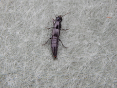 Staphylinini