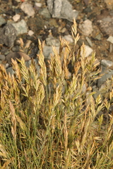 Festuca ovina