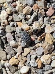 Philolithus sordidus