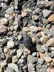 Philolithus sordidus