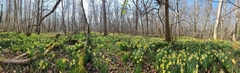 Narcissus pseudonarcissus