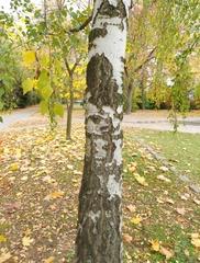 Betula pendula