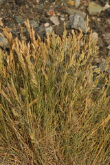 Festuca ovina