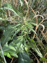Cannabis sativa spontanea