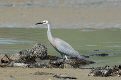Egretta novaehollandiae novaehollandiae